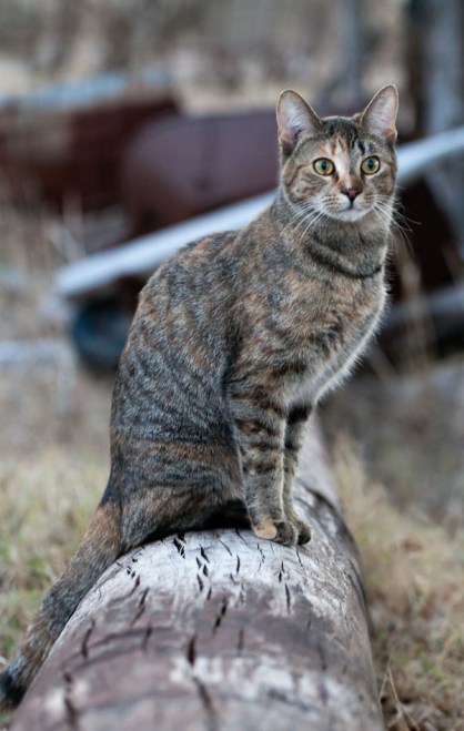 Miss Converse (aka Connie)