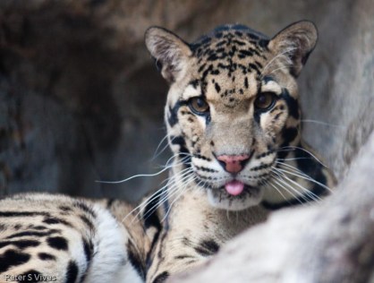 I'm a wild and crazy guy!