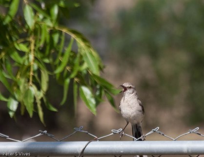 The backyard sentry, sounds the alarm!