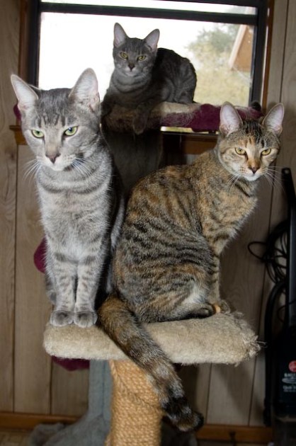 The Fur People aka Selma (L), Converse Connie (R), Seguin (U)