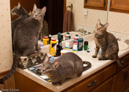 It's a Bird, No it's a plane, O My Gosh we dont know what it is! HELP!