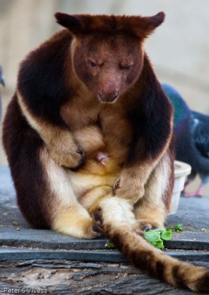 If you think YODA was wise you have'nt seen anything yet!