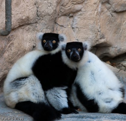 Lemurs, San Antonio Zoo