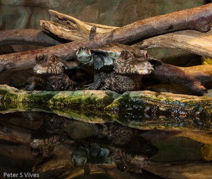 San Antonio Zoo (Buddies)