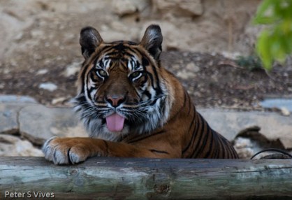 IMG_0969 San Antonio Zoo