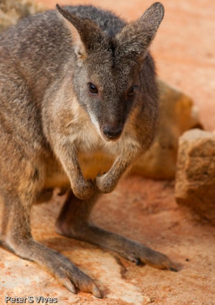 IMG_1066 San Antonio Zoo
