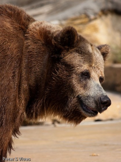 IMG_1072 San Antonio Zoo, "Looking back in time"!
