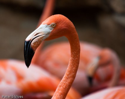 IMG_1091 San Antonio Zoo