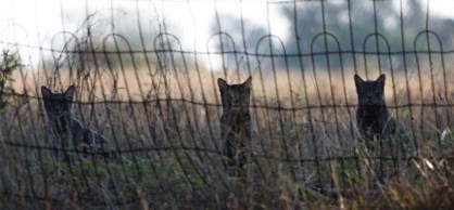 Do you think he will let him stay? Boy I hope not he'll eat everything!