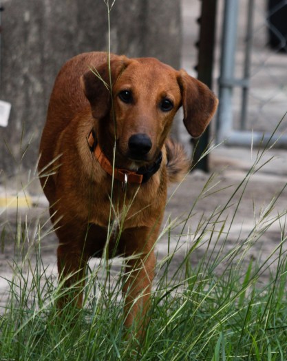 The hero of the morning Mister Red