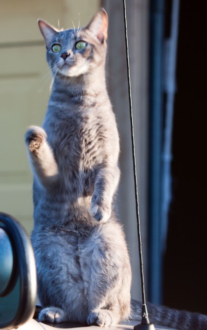 Miss Selma waves bye to the owl and so long untill next time!