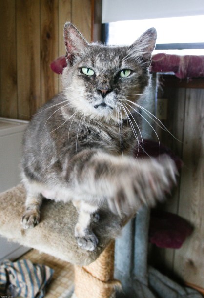 See YA! (my lost friend, Brooklyn)