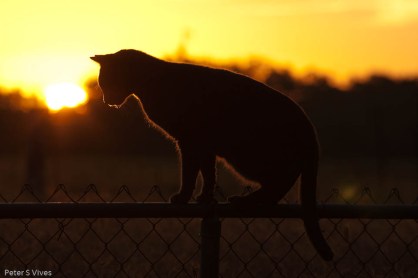 Sunrise Cat