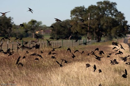 How my mind and heart feel, all over the place and going nowhere! Flying away!
