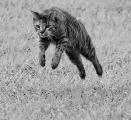 Have you ever seen Supermans Cat? You have now!