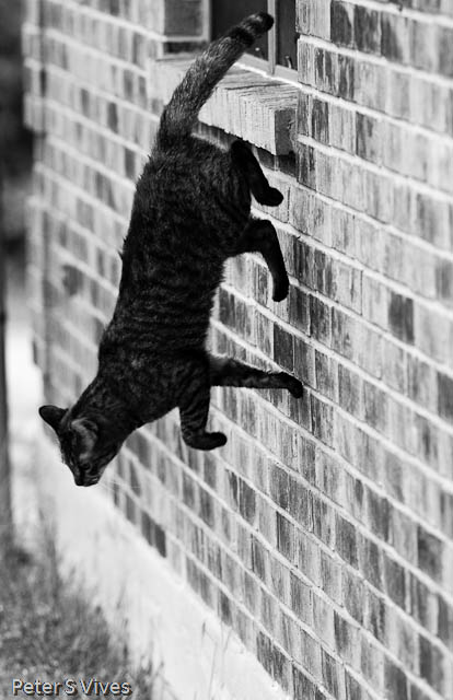 A cat burgler leaves!