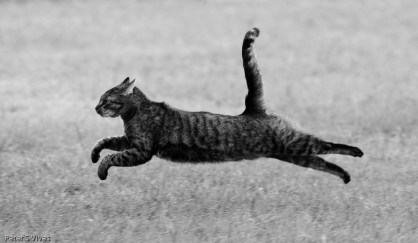 Flying low & slow with the air brake on (tail up)